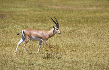 Ngorongoro park, Tanzanya alınan hibe ceylan