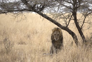 Bir ağacın altında erkek aslan