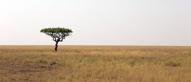 Akasya şemsiye ağacı