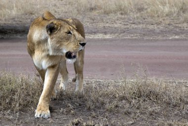 Büyük Afrika dişi aslan
