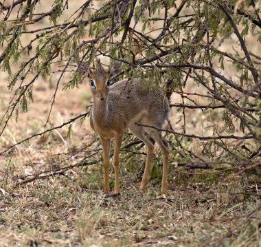Little african dik-dik