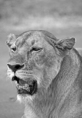 Kraliçe dişi aslan portre
