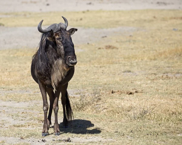 Wild modré gnu — Stock fotografie