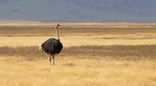 Ostrich in savannah — Stock Photo, Image