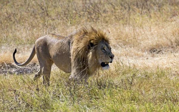Король-лев — стоковое фото