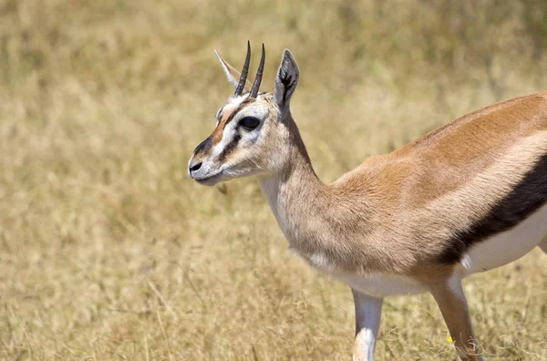 Afrika thomson ceylan