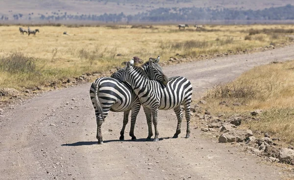 Afrikai vadon élő zebrák — Stock Fotó