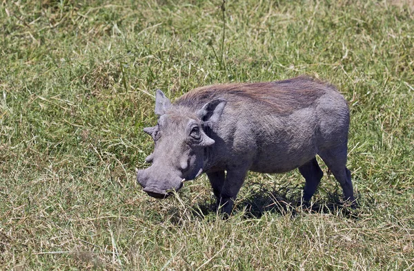 Warthog Selvagem Tomado Safári Africano Oriental — Fotografia de Stock