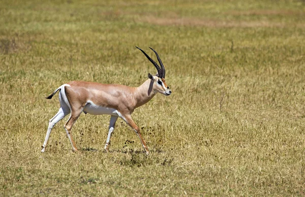 Grant Gazelle Parque Ngorongoro Tanzânia — Fotografia de Stock