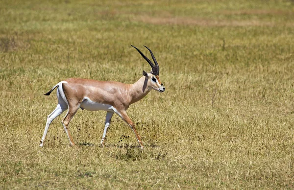 Grant Gazelle Genomen Park Ngorongoro Tanzania — Stockfoto