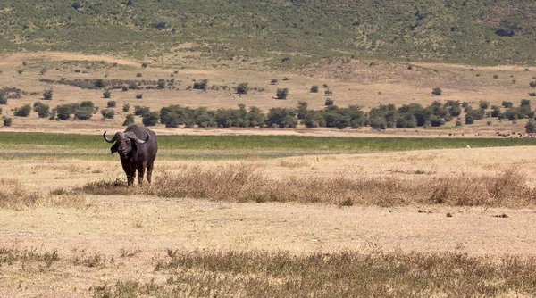 Wild african buffalo — Stock Photo, Image