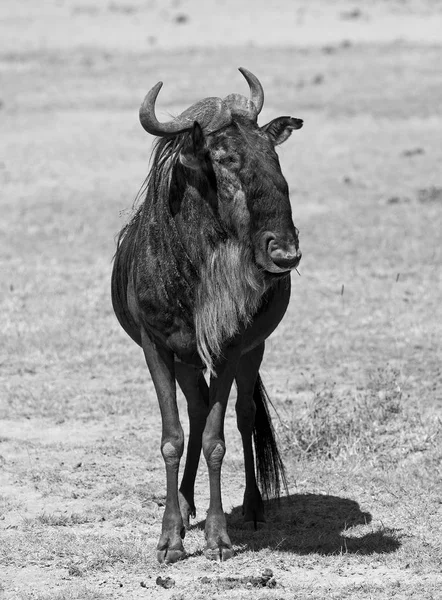 Gnu azul selvagem — Fotografia de Stock