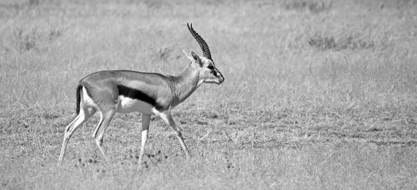 Afrikaanse thomson gazelle — Stockfoto