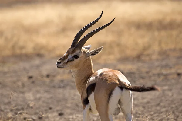 African Thomson gazelle — Stock Photo, Image