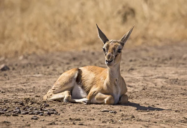 Gazelle Grant Prise Dans Parc Ngorongoro Tanzanie — Photo