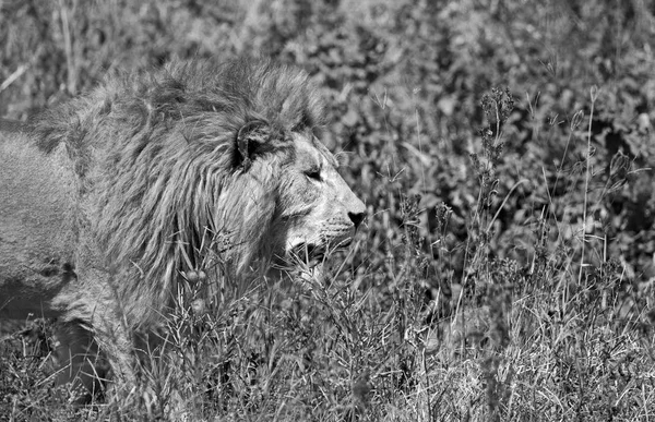 Охотясь Льва Крупным Планом Черно Белый — стоковое фото