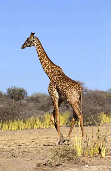 Girafe africaine sauvage — Photo