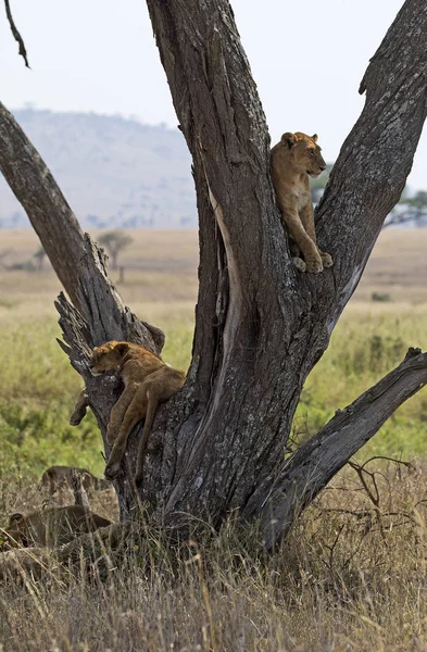 Aslan bir ağaç üzerinde