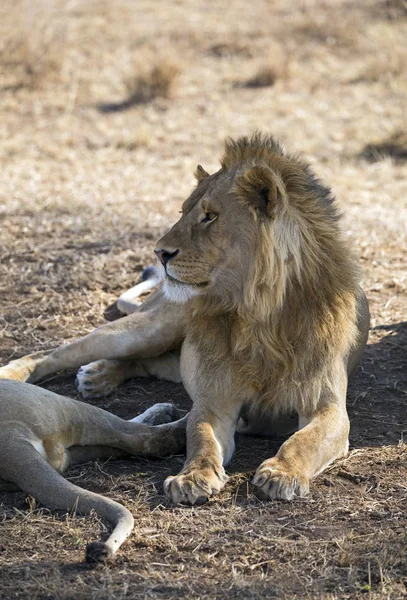 Aslan Kral — Stok fotoğraf