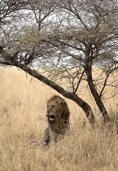 Bir ağacın altında erkek aslan — Stok fotoğraf