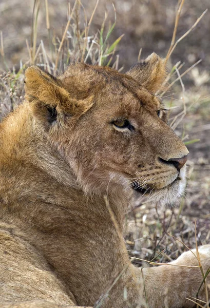 Молодой лев крупным планом — стоковое фото