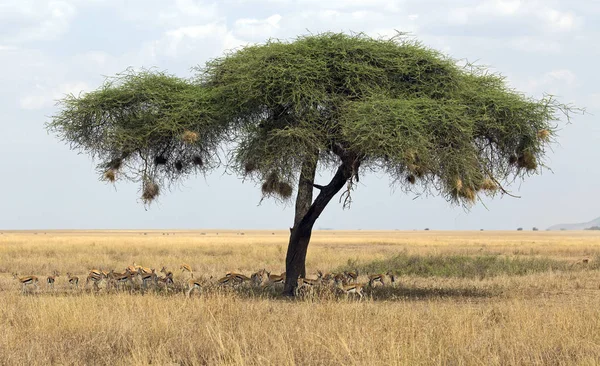 Acacia con gazzelle — Foto Stock