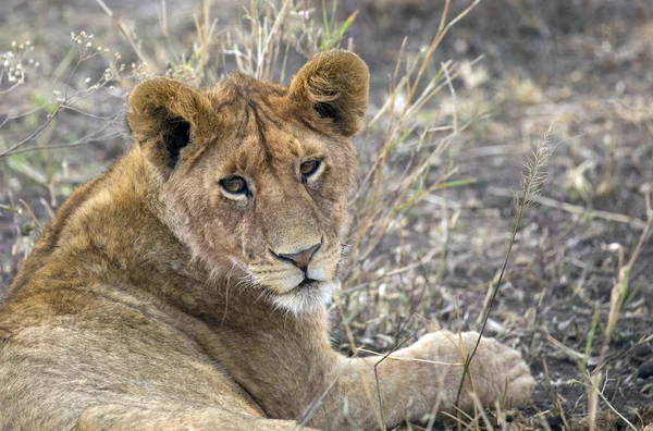 Young lion closeup