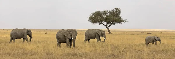 Skupina slonů v africké savany — Stock fotografie