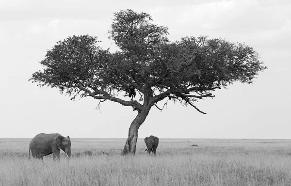 Skupina slonů v africké savany — Stock fotografie