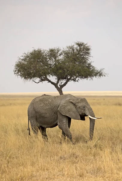 Elefante selvagem africano — Fotografia de Stock