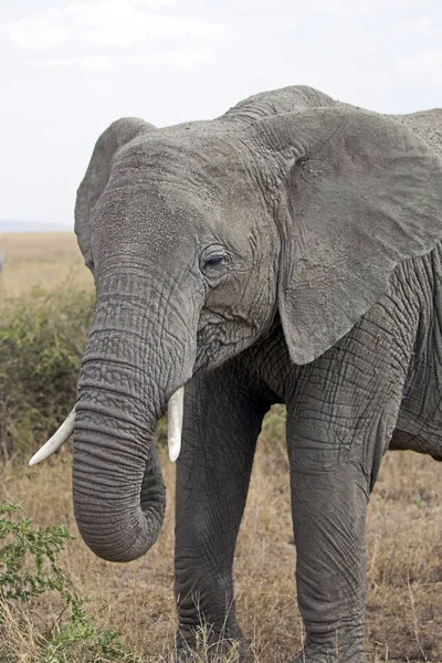 아프리카 코끼리 근접 촬영 — 스톡 사진