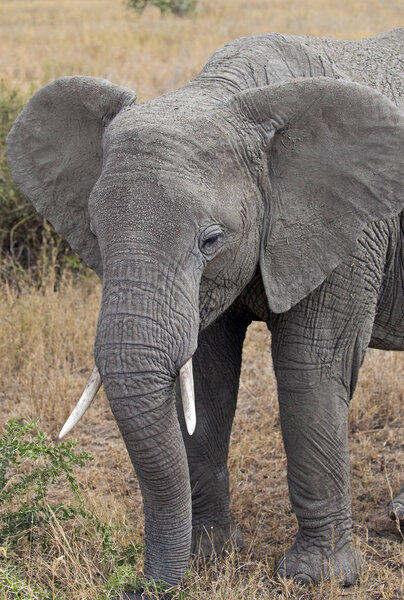 Closeup of an elephant taken in Serengeti national park, Tanzania