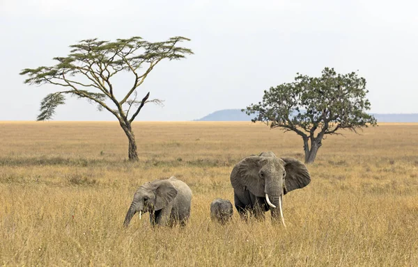 Csoport az elefántok, az afrikai szavanna — Stock Fotó