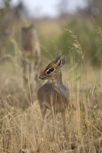 Little african dik-dik — 图库照片