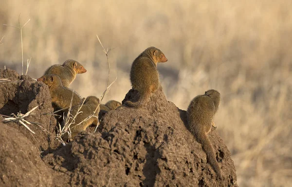Küçük bebek Firavun faresi