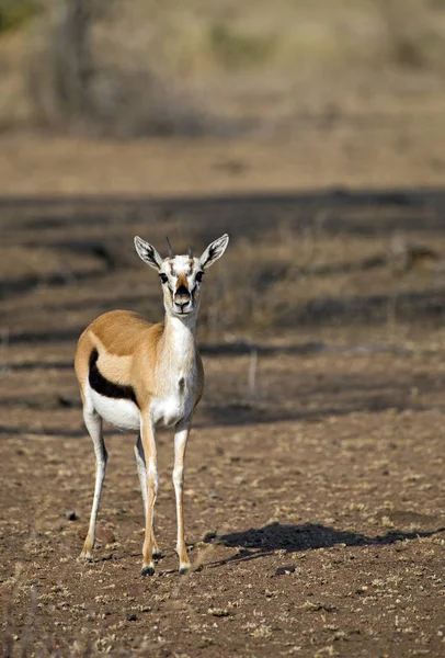 Portrét gazelle Thomson — Stock fotografie