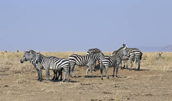 Group of zebras in the plain of Serengeti reserve, Tanzania
