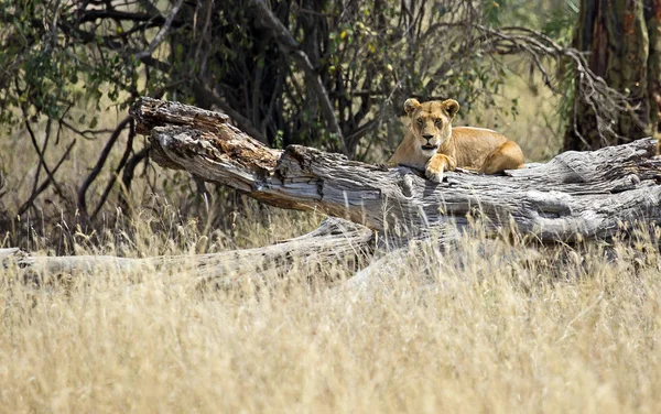 León en un árbol — Foto de Stock