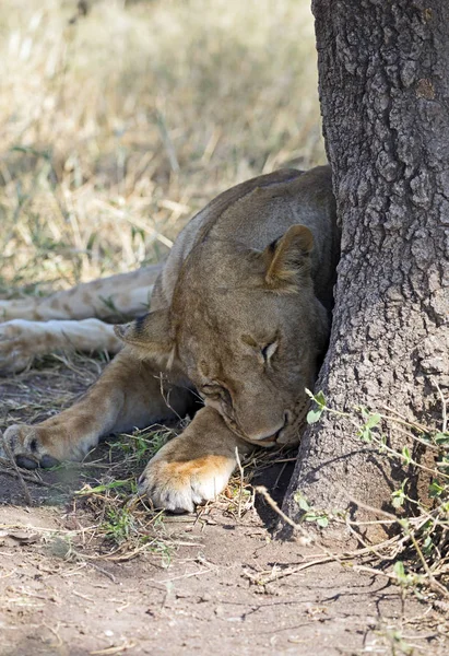 African aslan uyuyor — Stok fotoğraf
