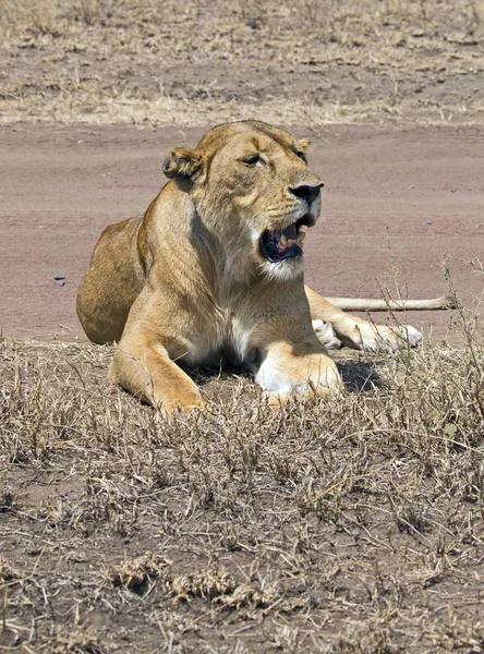 Grande leoa africana — Fotografia de Stock