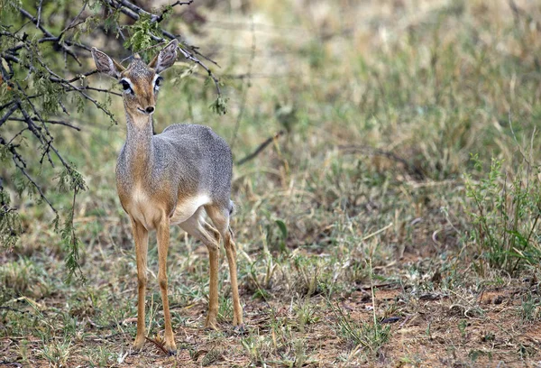 Little african dik-dik