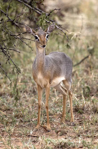 Little african dik-dik