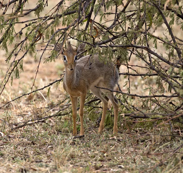 Little african dik-dik — 图库照片