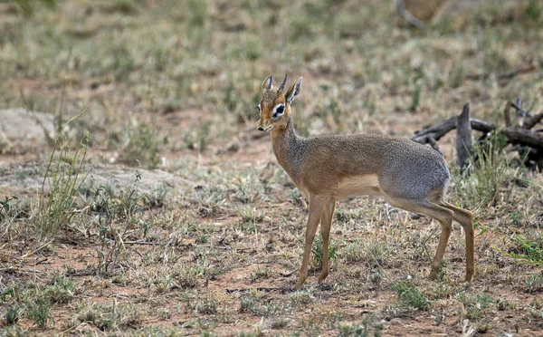 Little african dik-dik