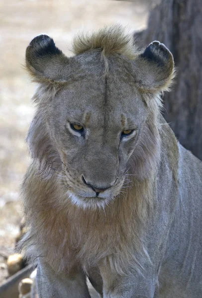 Vahşi aslan portre — Stok fotoğraf