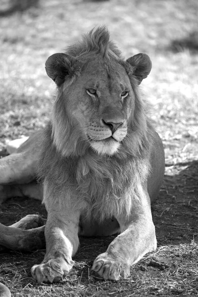 黑色和白色狮子 — 图库照片