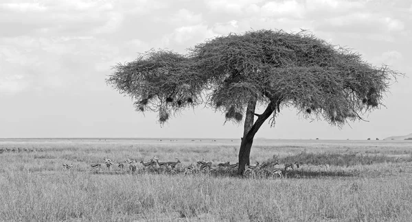 Savana preto e branco — Fotografia de Stock