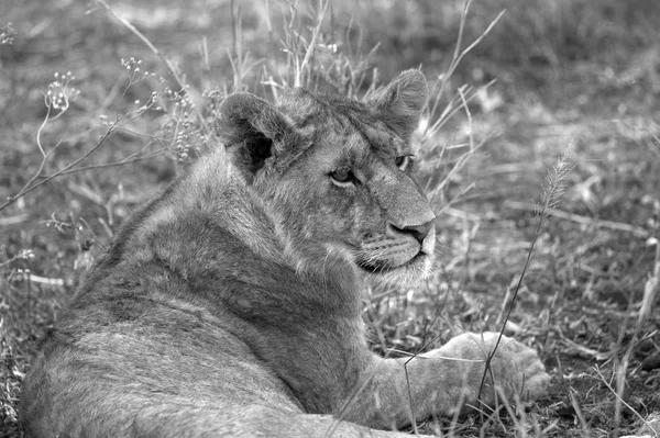 Black and white lion