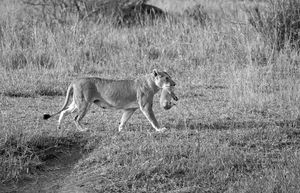 Lionne portant son nouveau-né — Photo
