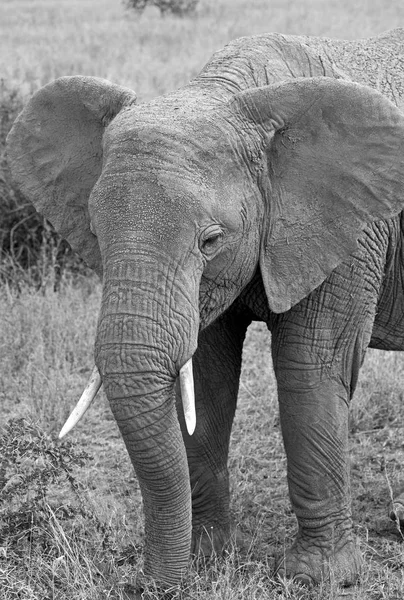 Zbliżenie słonia afrykańskiego — Zdjęcie stockowe